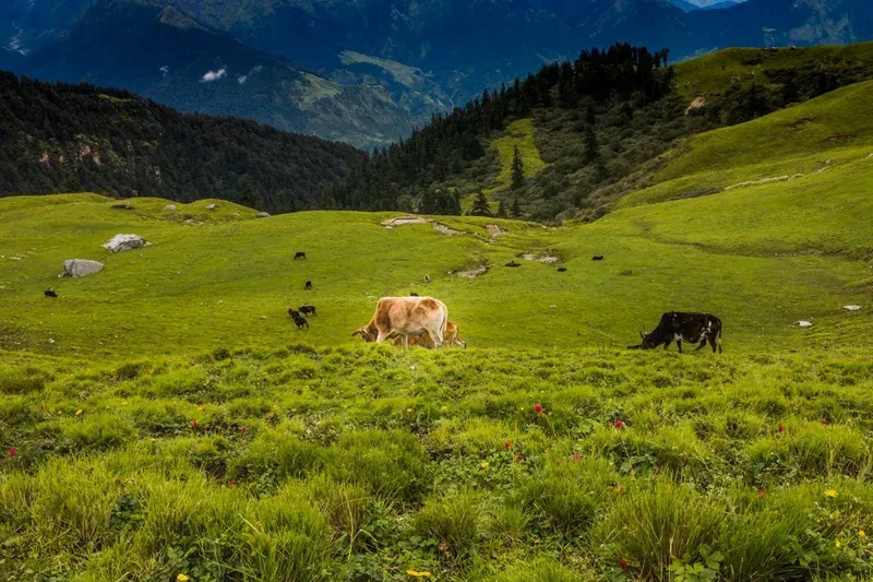 Rohini Bugyal Trek