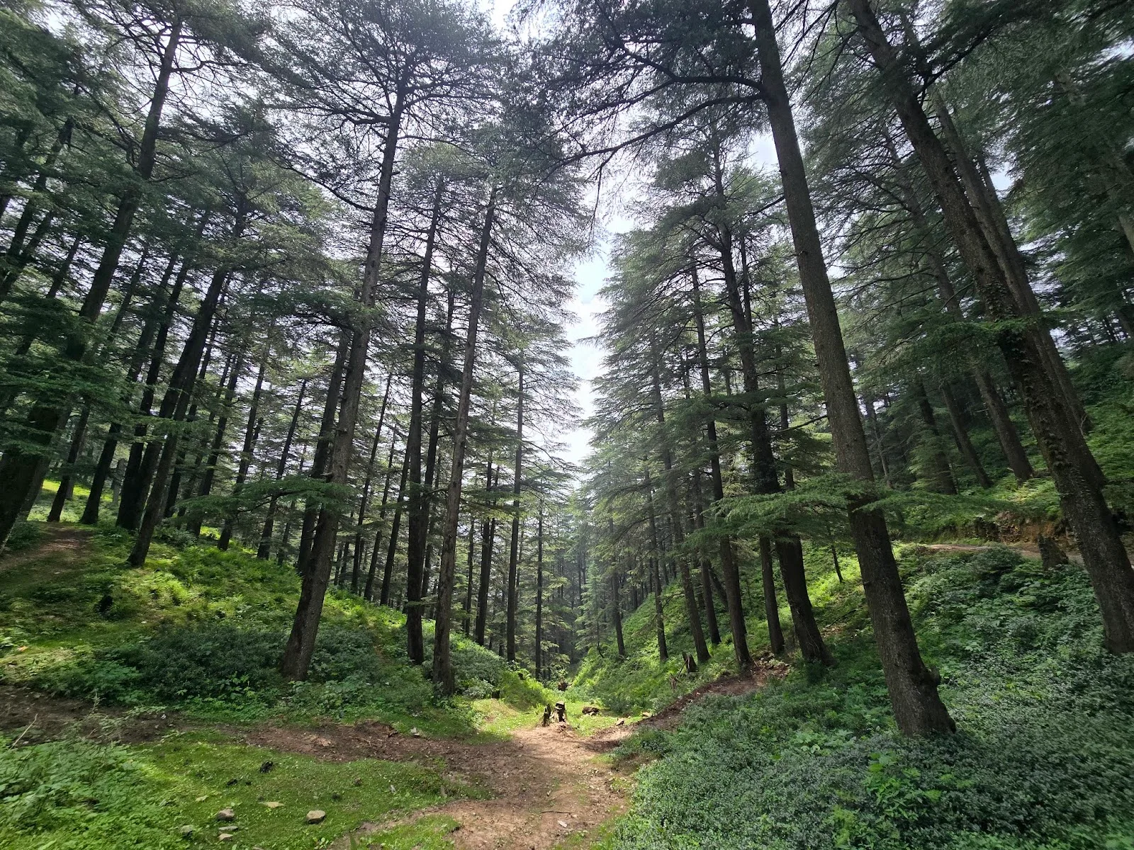 Shimla to Chail Heritage Trail